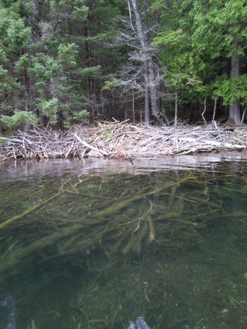 Photo from Canoeing, Temagami