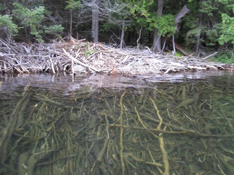 Photo from Canoeing, Temagami