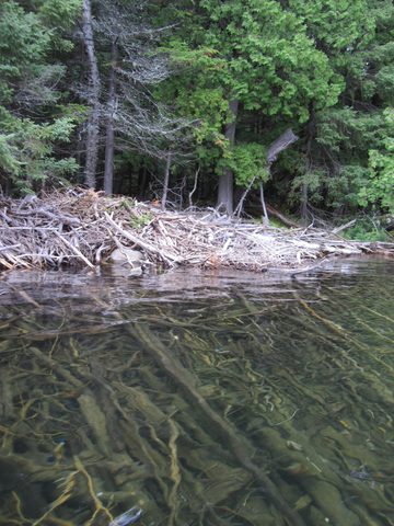 Photo from Canoeing, Temagami