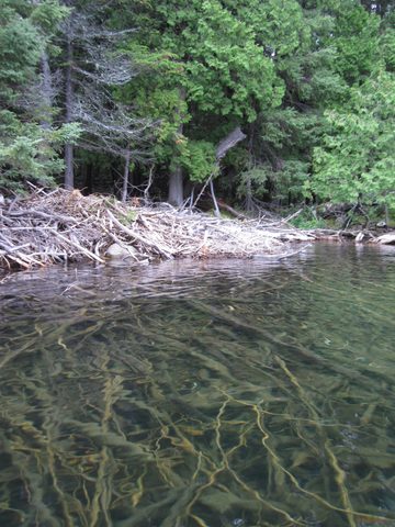 Photo from Canoeing, Temagami