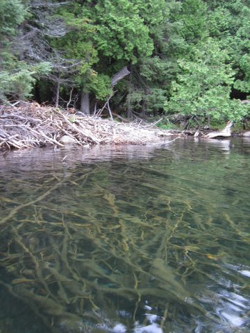 Photo from Canoeing, Temagami