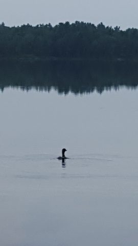 Photo from Canoe tripping a the Massassauga Provincial park