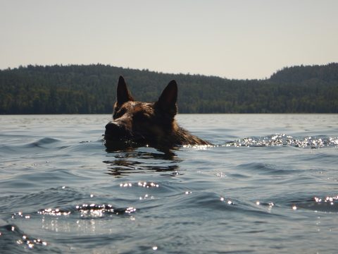 Photo from Canoeing, Lady Evelyn Lake, Temagami