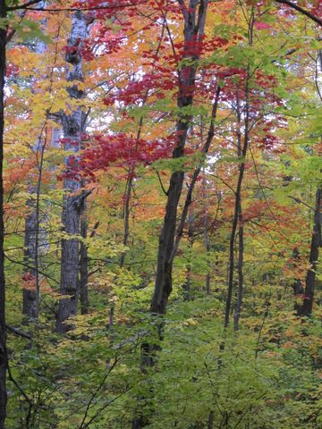 Photo from 2nd Annual Thanksgiving in Killarney- Canoeing & Hiking