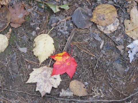 Photo from 2nd Annual Thanksgiving in Killarney- Canoeing & Hiking