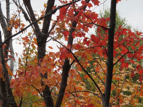 Photo from 2nd Annual Thanksgiving in Killarney- Canoeing & Hiking