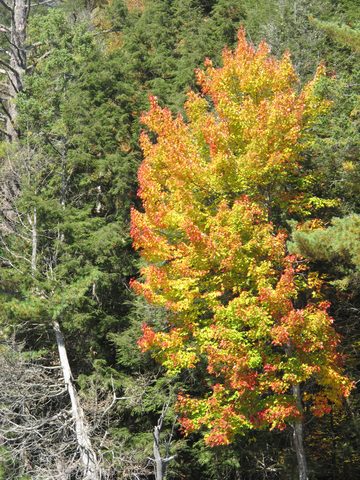 Photo from 2nd Annual Thanksgiving in Killarney- Canoeing & Hiking