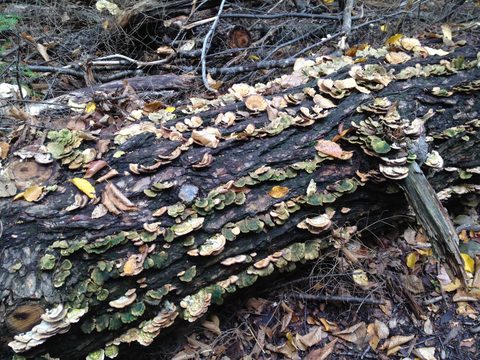 Photo from 2nd Annual Thanksgiving in Killarney- Canoeing & Hiking