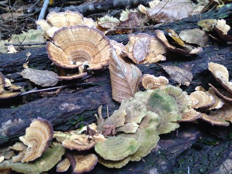 Photo from 2nd Annual Thanksgiving in Killarney- Canoeing & Hiking