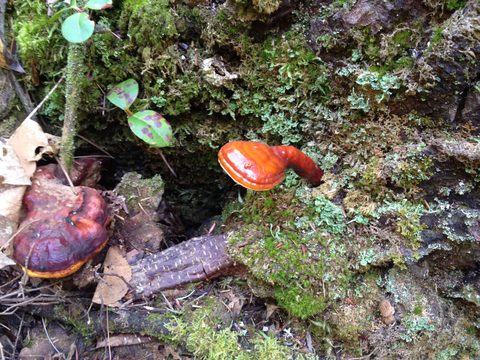 Photo from 2nd Annual Thanksgiving in Killarney- Canoeing & Hiking