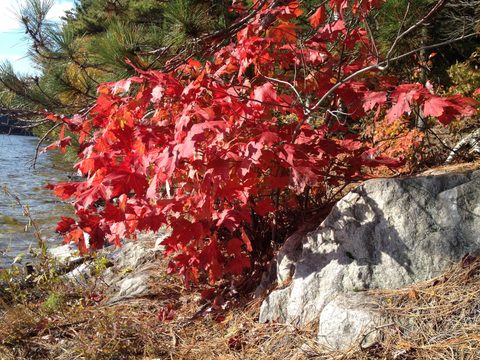 Photo from 2nd Annual Thanksgiving in Killarney- Canoeing & Hiking