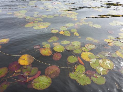Photo from Canoeing, Algonquin Park, Tom Thomson Lake