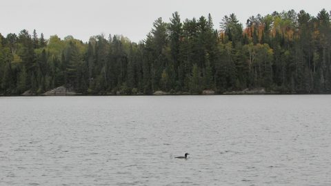 Photo from Canoeing, Algonquin Park, Tom Thomson Lake
