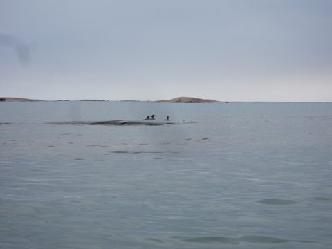 Photo from Kayaking, Philip Edward Island- Labour Day Edition