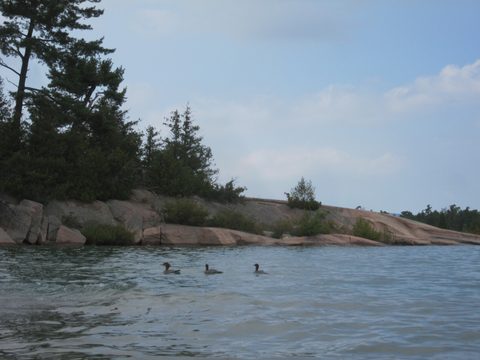 Photo from Kayaking, Philip Edward Island- Labour Day Edition