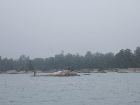 Photo from Kayaking, Philip Edward Island- Labour Day Edition