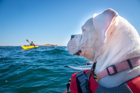 Photo from Kayaking, Mink Islands, Georgian Bay
