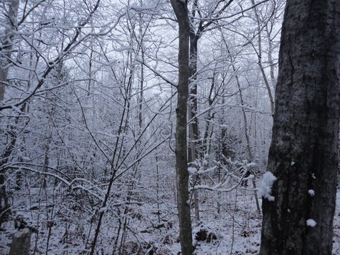 Photo from Backpacking, Reeds Dump, Bruce Trail, Lion's Head