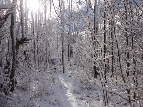 Photo from Backpacking, Reeds Dump, Bruce Trail, Lion's Head