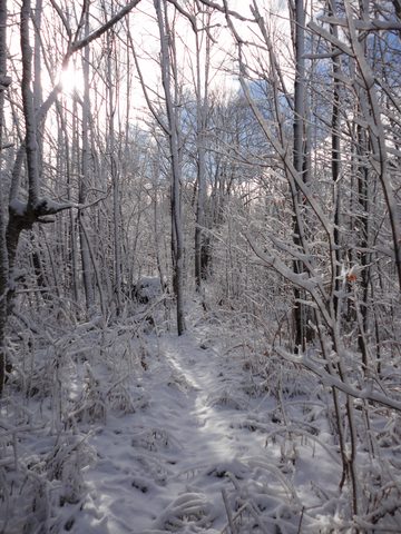 Photo from Backpacking, Reeds Dump, Bruce Trail, Lion's Head