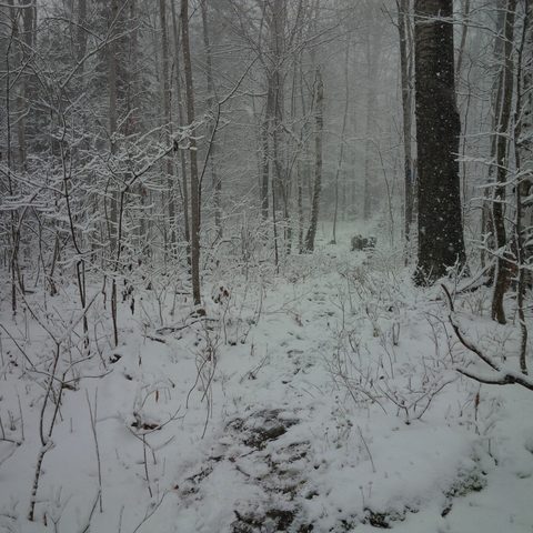 Photo from Backpacking, Reeds Dump, Bruce Trail, Lion's Head