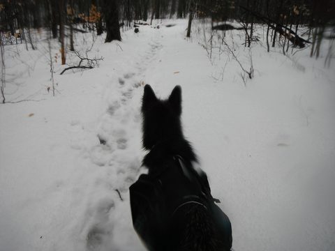 Photo from Snowshoeing Algonquin, Guskewau Lake