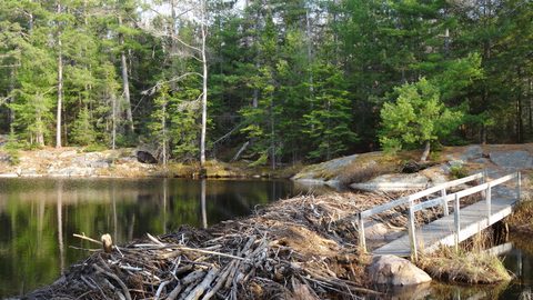 Photo from Killarney Cleanup