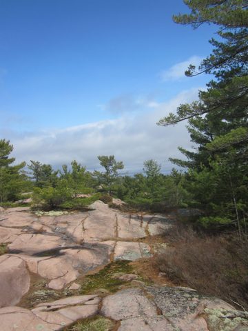 Photo from Killarney Cleanup