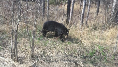 Photo from Killarney Cleanup