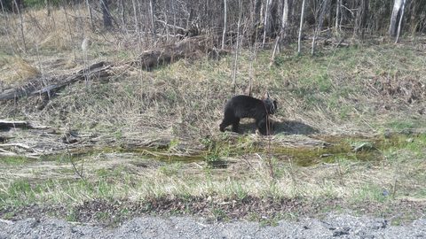 Photo from Killarney Cleanup