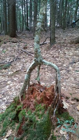 Photo from The Massasauga PP: Calhoun Lodge and Baker Trail Cleanup