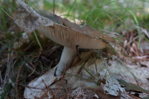 Photo from Trekking with Chev ~ @ Bon Echo: A Backpacking Adventure