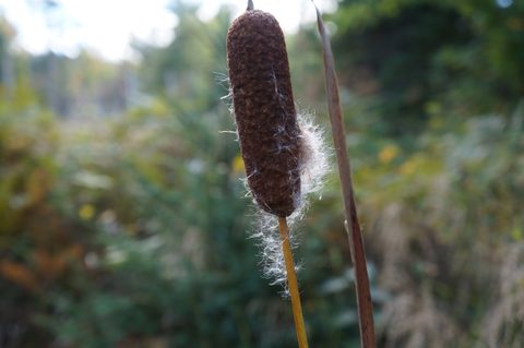 Photo from Trekking with Chev ~ @ Bon Echo: A Backpacking Adventure