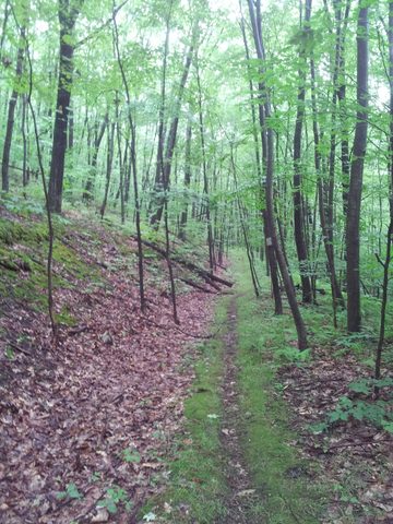 Photo from Road Trip:  Hiking in Allegany State Park (NY)