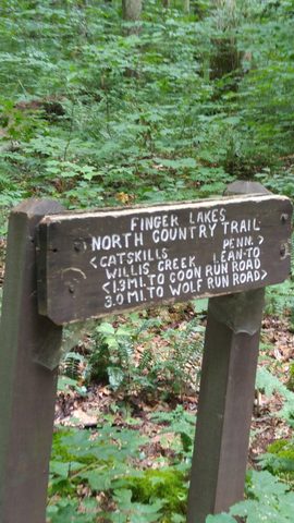 Photo from Road Trip:  Hiking in Allegany State Park (NY)
