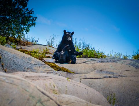 Apparently even Mama Bears dont get to meditate in peace