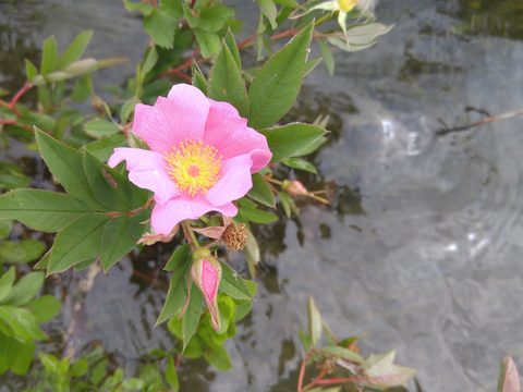 Photo from Kayak Therapy and friluftsliv at Big McCoy.
