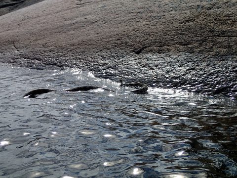 Photo from Kayak Therapy and friluftsliv at Big McCoy.