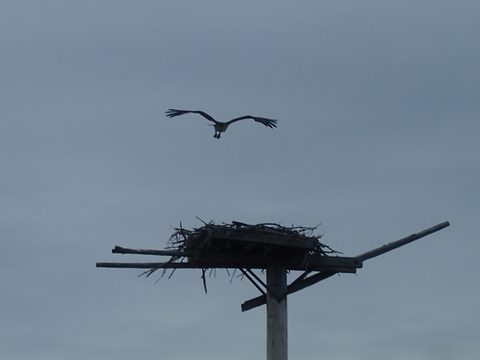 Photo from Kayak Therapy and friluftsliv at Big McCoy.