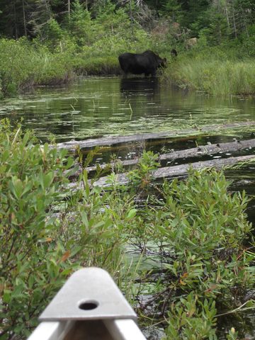 Photo from Backcountry Canoeing Algonquin Park