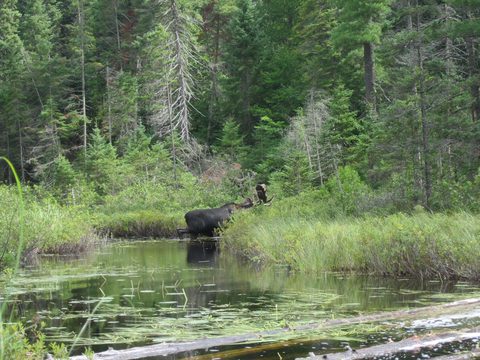 Photo from Backcountry Canoeing Algonquin Park