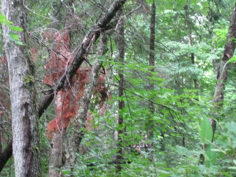 Look close..he's in this pic! It's the only one I have of the bull moose I encountered on the portage. Between shock & awe at seeing him so close (he was 5' away when I saw him and stopped) to not finding my camera in time, all I got was this.