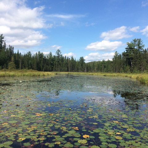 Photo from Backcountry Canoeing Algonquin Park