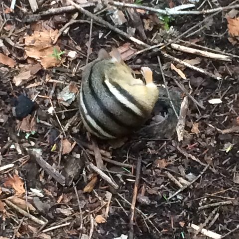 pretty sure my nuts are down here 