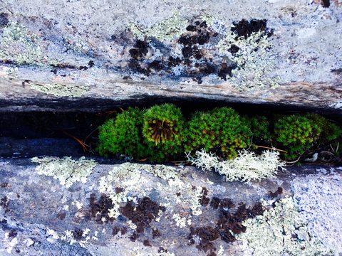 Photo from Franklin Island - Plan A, B or let's just C!