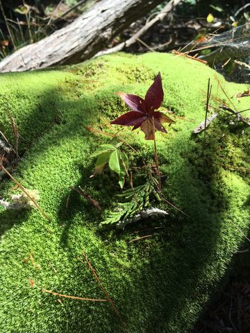 Mother Nature BeAuty