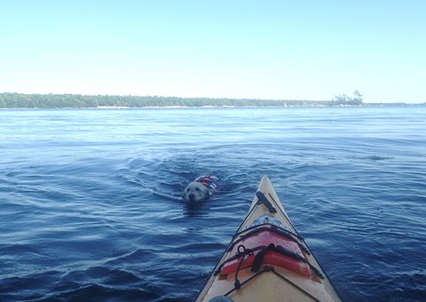 Photo from Kayaking to Big McCoy
