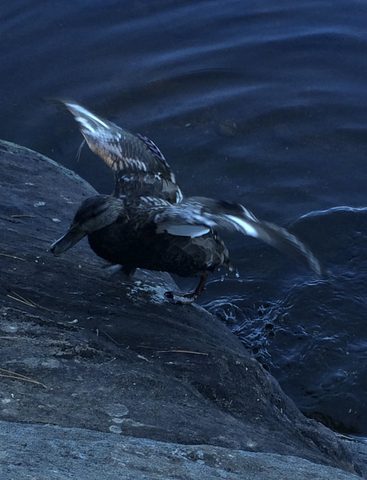 also a good day for being a duck