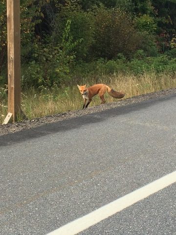 my very foxy friend