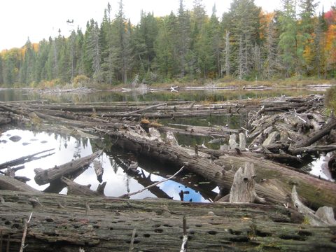 Photo from Thanksgiving weekend in Algonquin Provincial Park